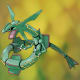 Rayquaza, a Dragon-type Pokémon.